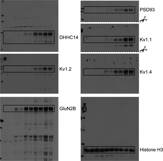 Figure 5—figure supplement 2.