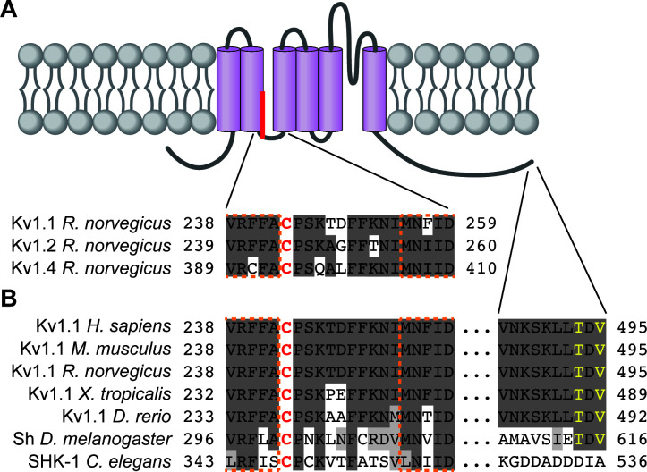 Figure 5—figure supplement 1.