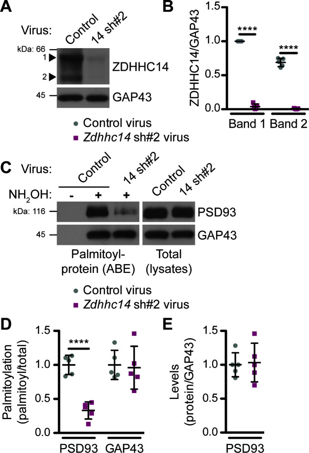 Figure 2—figure supplement 1.