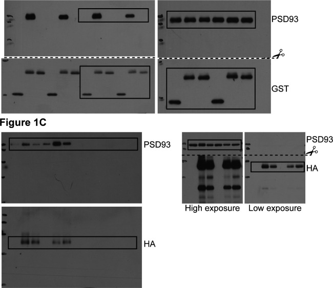 Figure 1—figure supplement 4.