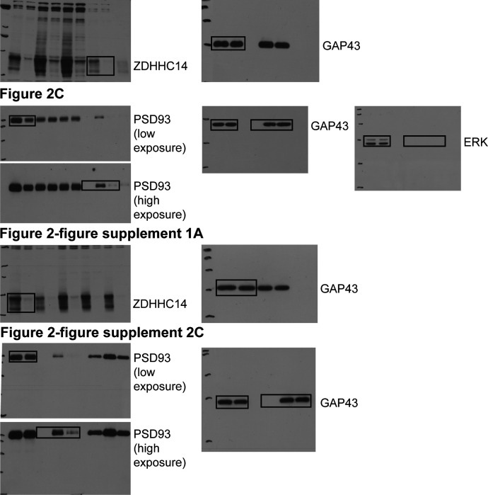 Figure 2—figure supplement 2.