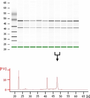 Fig. 1