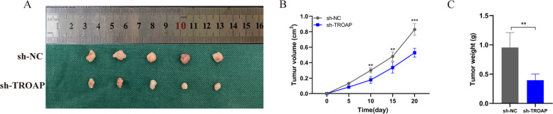 Fig. 11