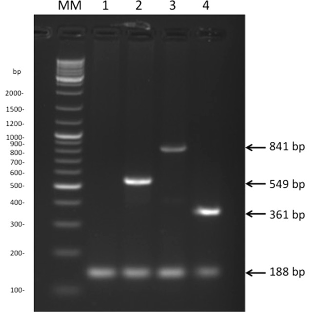 FIGURE 3