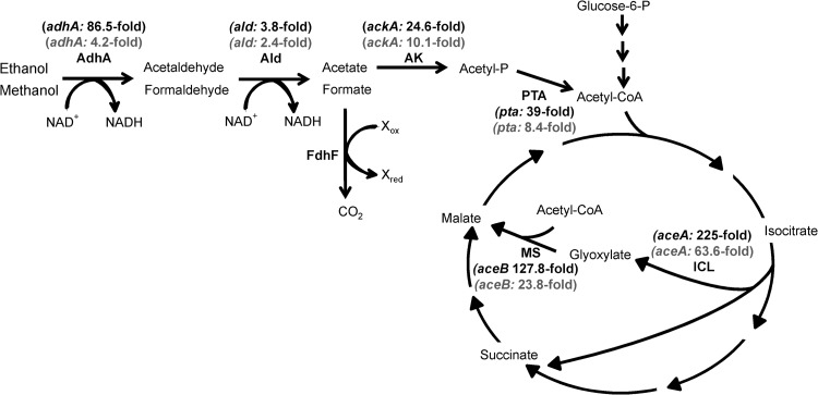 Fig 5