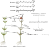 Ecophysiological model for C. baltica and C. tomentosa (male).
