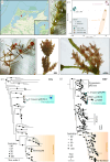 Investigation of two sympatric Chara species.
