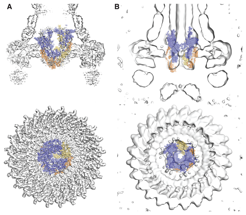 Fig. 5