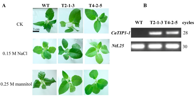 Figure 3