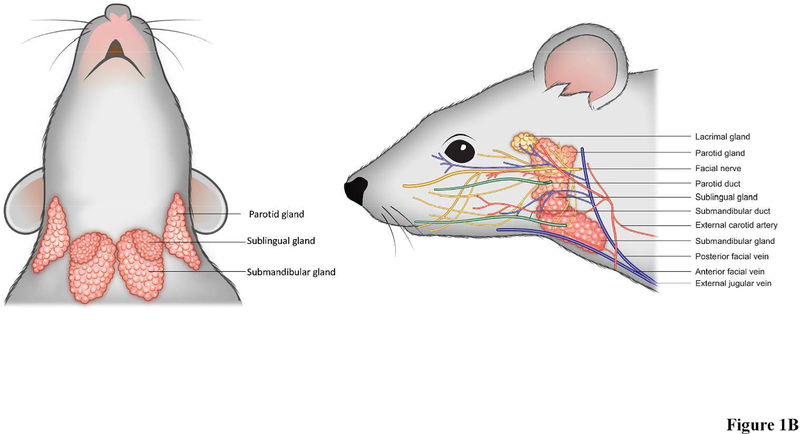 Figure 1: