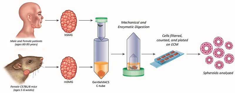 Figure 2: