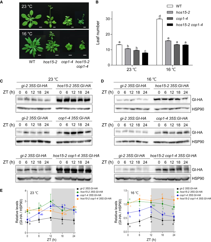 Figure 6