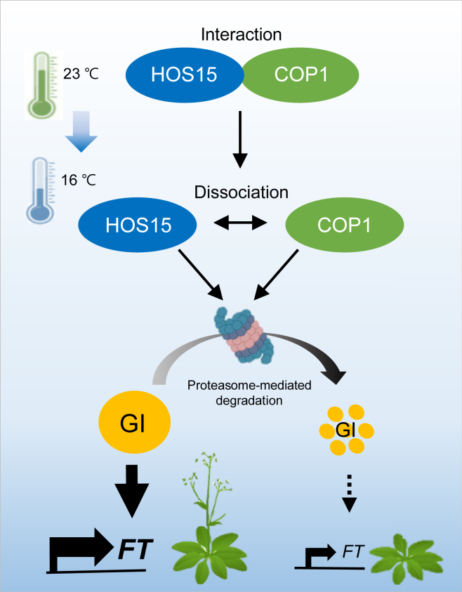 Figure 7