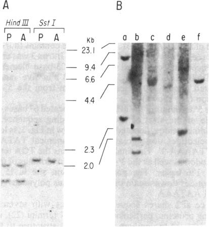 graphic file with name pnas00315-0228-a.jpg