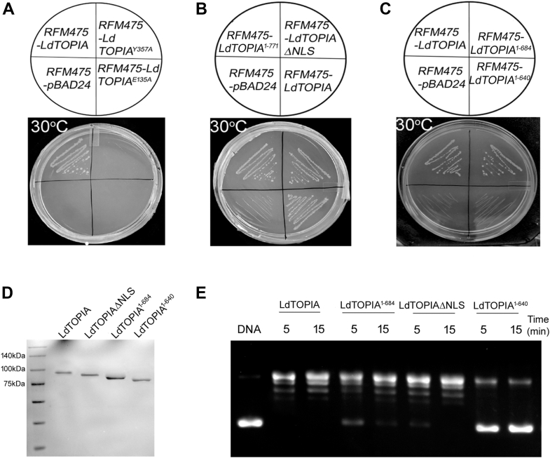 Figure 4