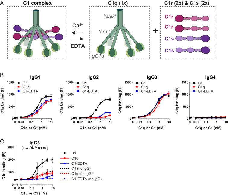 c1q-binding-to-surface-bound-igg-is-stabilized-by-c1r2s2-proteases-pmc