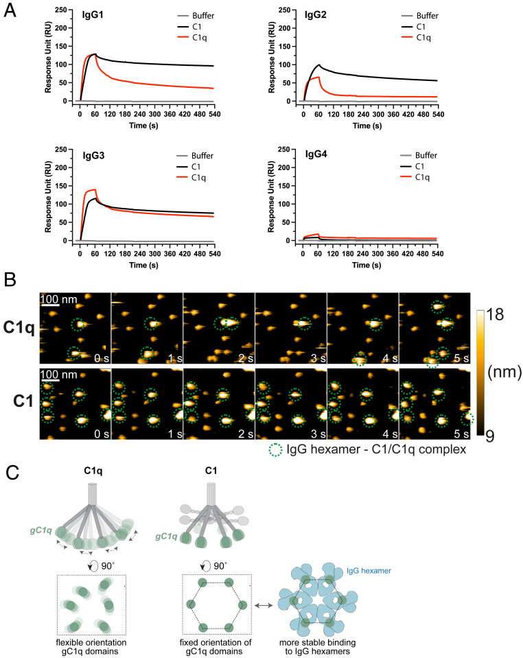 c1q-binding-to-surface-bound-igg-is-stabilized-by-c1r2s2-proteases-pmc