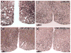Fig. 10