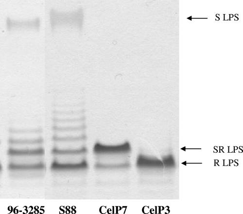 FIG. 3.