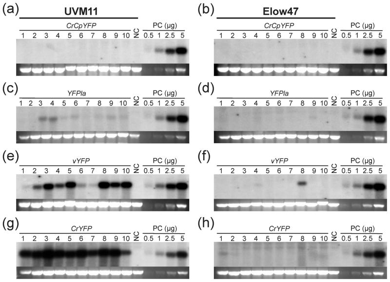 Figure 4