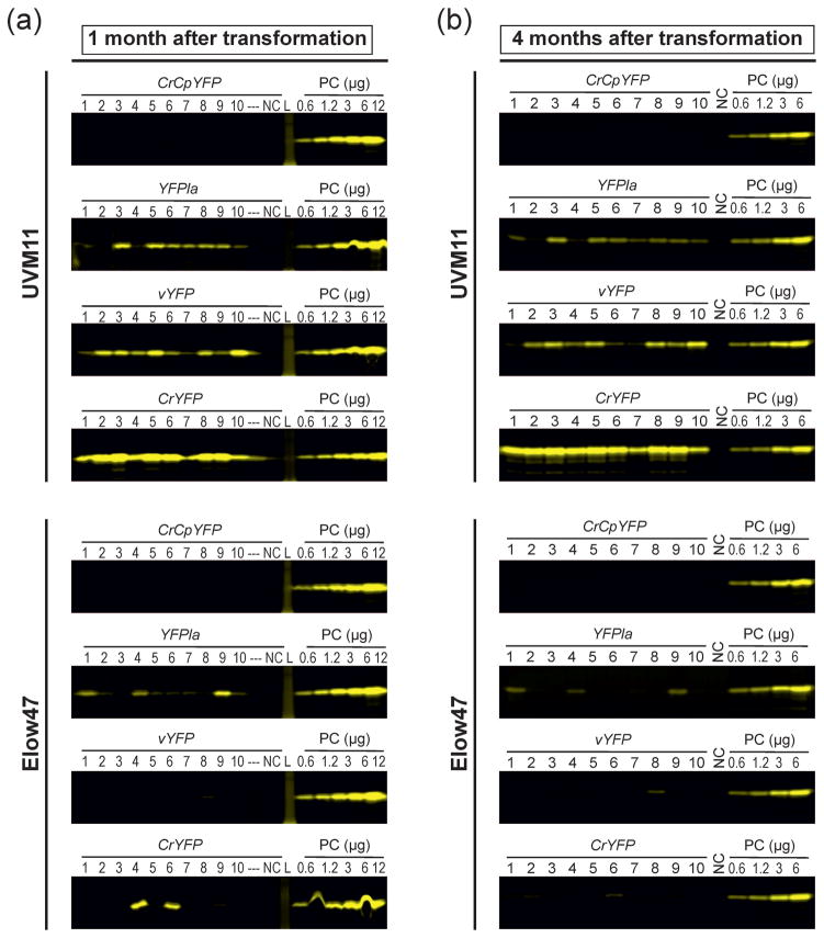 Figure 7