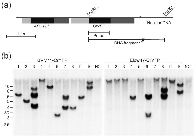 Figure 5