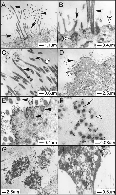 FIG. 6.