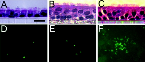 FIG. 9.