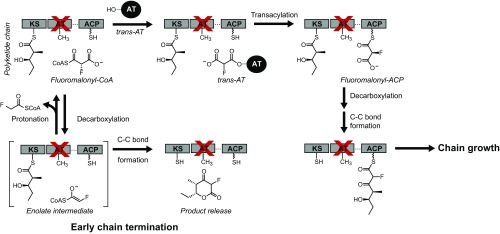 Scheme 2.