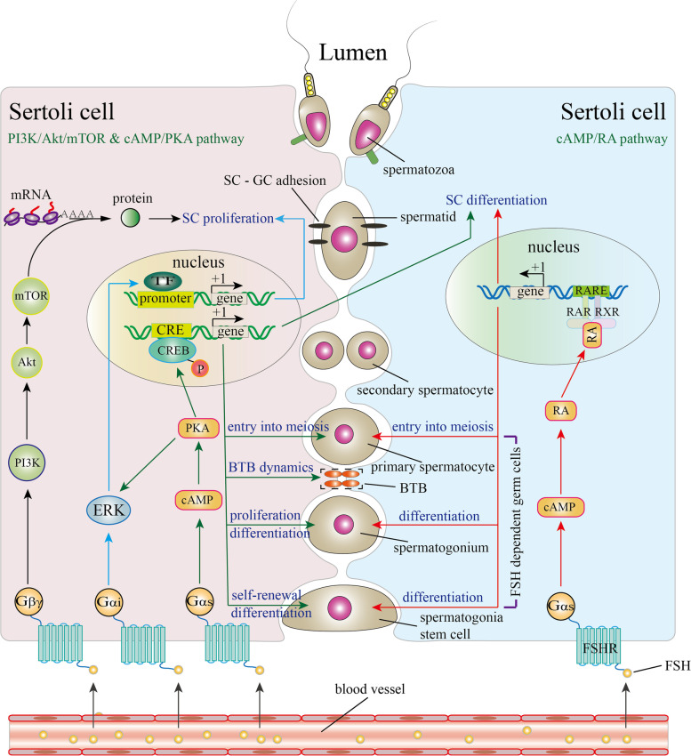 Follicle-stimulating hormone signaling in Sertoli cells: a licence to ...