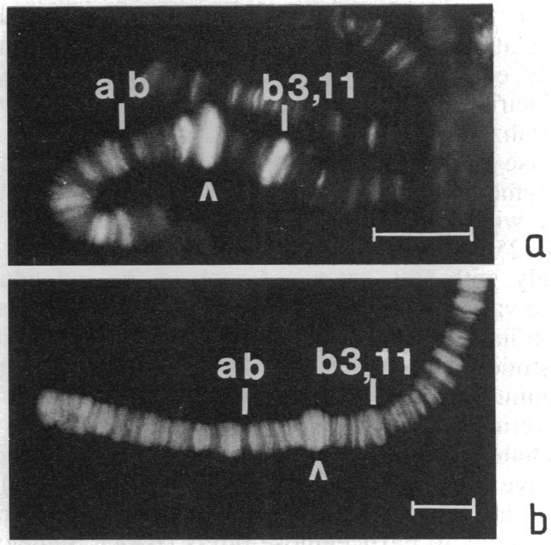 graphic file with name pnas00290-0268-a.jpg