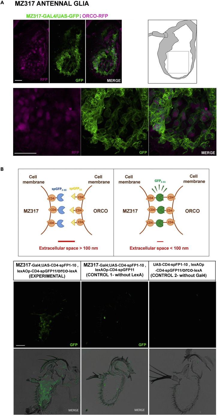 Figure 1