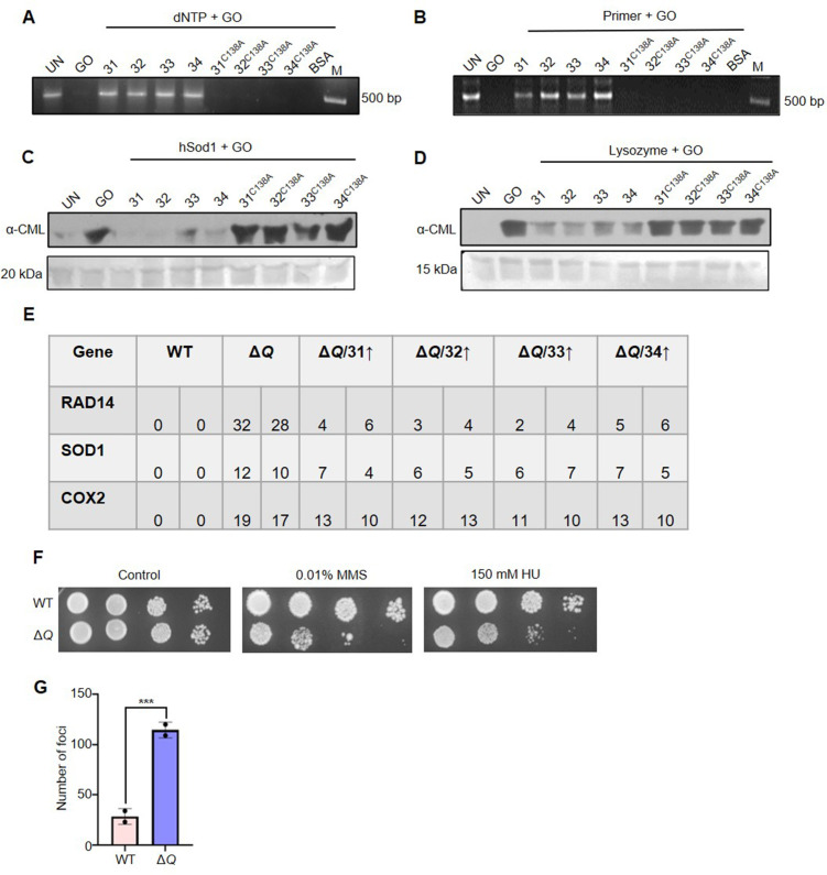 Figure 5—figure supplement 1.