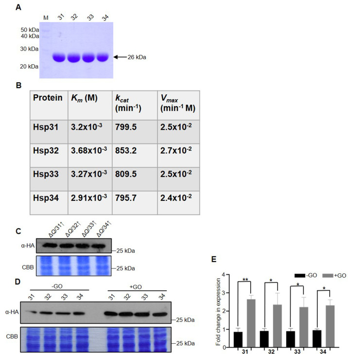 Figure 3—figure supplement 1.