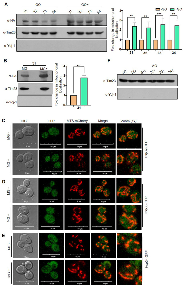 Figure 7—figure supplement 1.