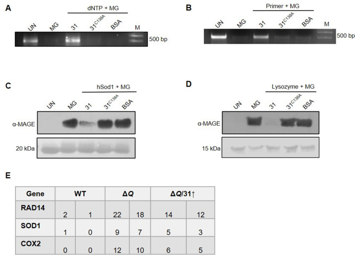 Figure 6—figure supplement 1.