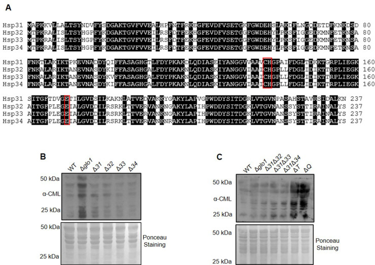 Figure 1—figure supplement 1.