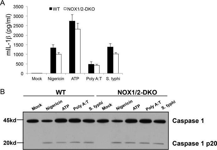 FIGURE 4.