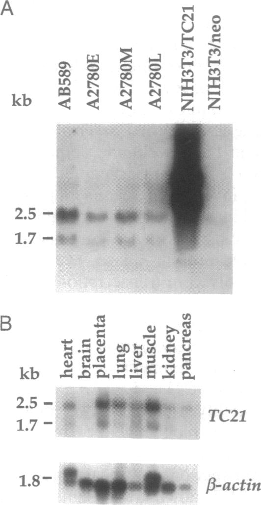 graphic file with name pnas01138-0190-a.jpg