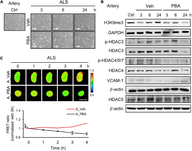 FIGURE 3