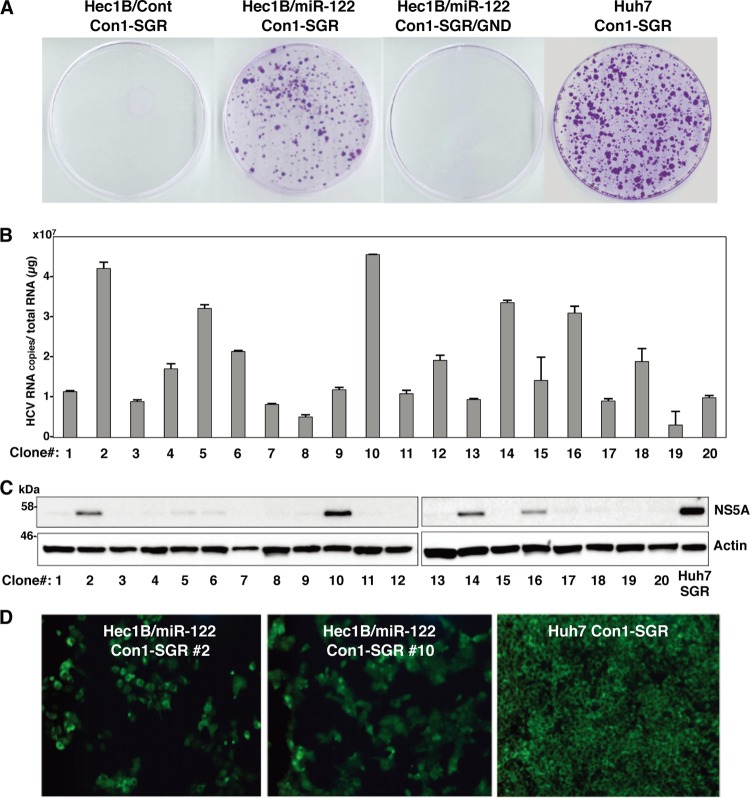 Fig 11