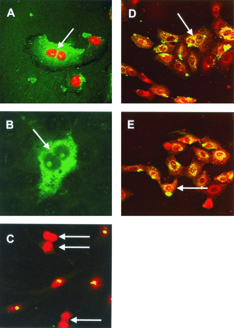 FIG. 12.