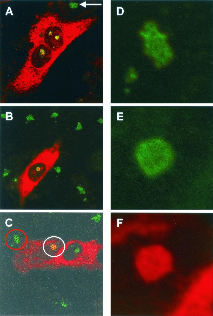 FIG. 3.