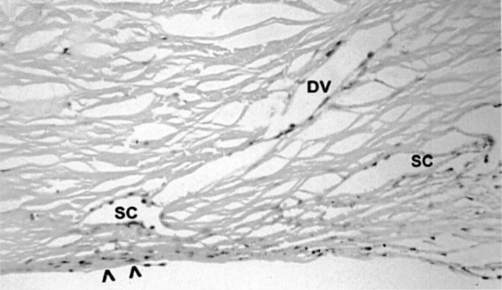 Figure 7  