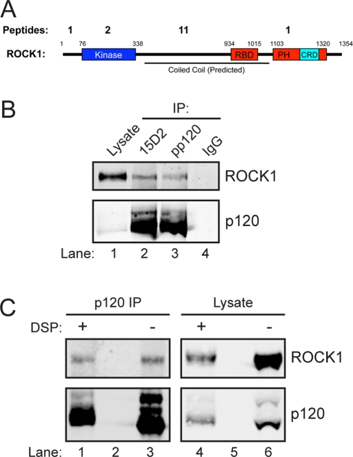 FIGURE 1: