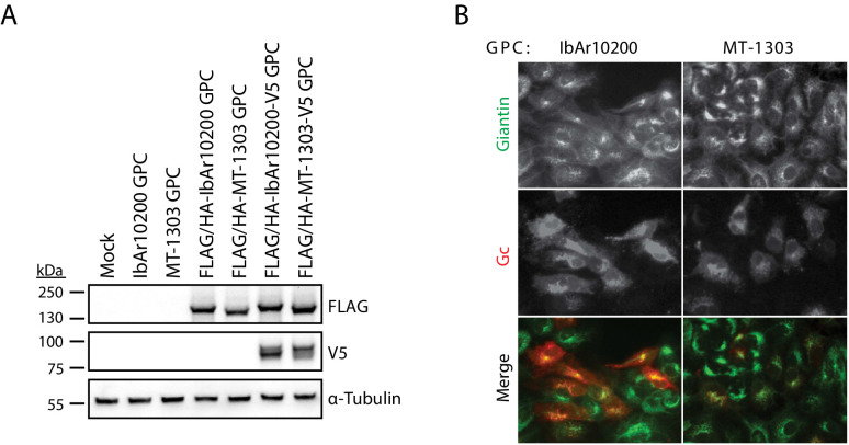 Figure 1—figure supplement 5.