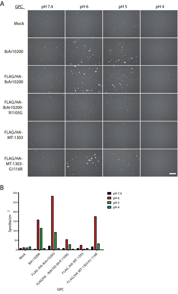 Figure 4—figure supplement 1.