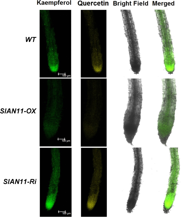 Fig. 7