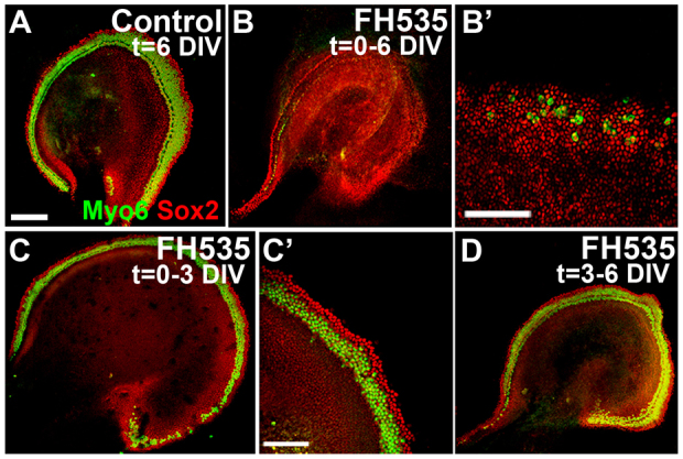 Fig. 6.