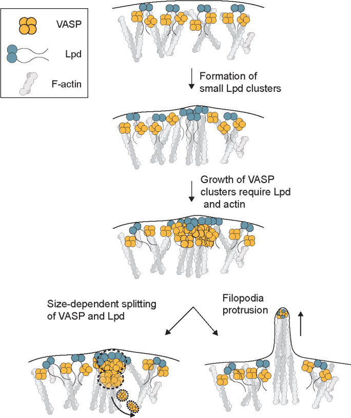 FIGURE 7: